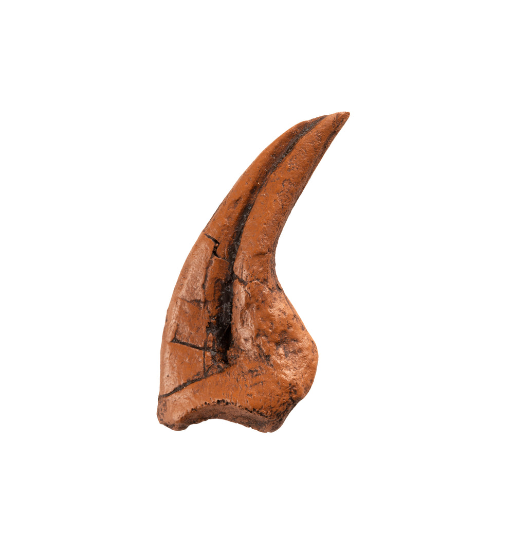 TRex_Claw